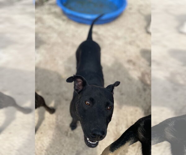 Medium Photo #2 Labrador Retriever-Unknown Mix Puppy For Sale in Tracy City, TN, USA