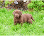 Small #1 Labrador Retriever