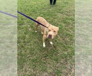 American Pit Bull Terrier Dogs for adoption in Houston, TX, USA