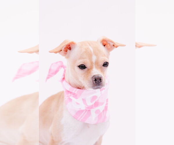 Medium Photo #7 Rat-Cha Puppy For Sale in Princeton, MN, USA