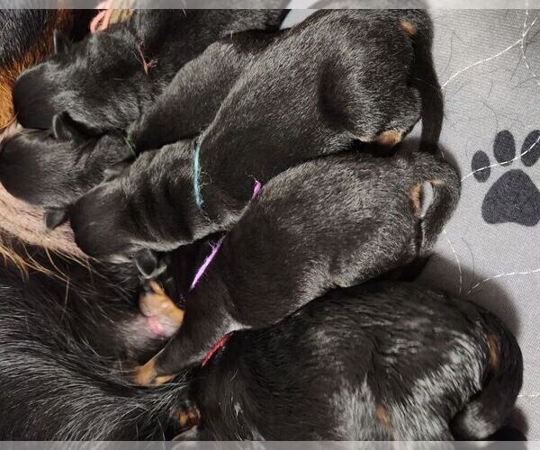 Medium Photo #2 Rottweiler Puppy For Sale in VANCOUVER, WA, USA