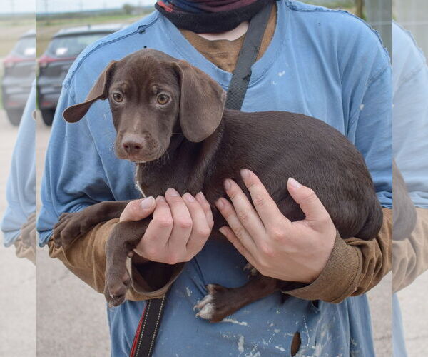 Medium Photo #3 Bagle Hound Puppy For Sale in Huntley, IL, USA