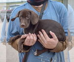 Small #2 Bagle Hound