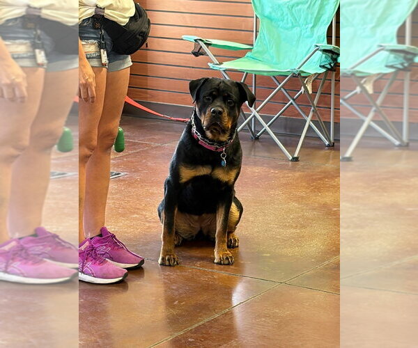 Medium Photo #14 Rottweiler Puppy For Sale in Gilbert, AZ, USA