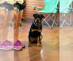 Small #13 Rottweiler