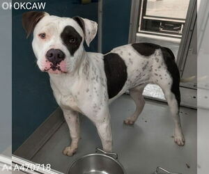 American Bulldog-Unknown Mix Dogs for adoption in Oklahoma City, OK, USA