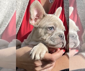French Bulldog Puppy for sale in JACKSONVILLE, FL, USA