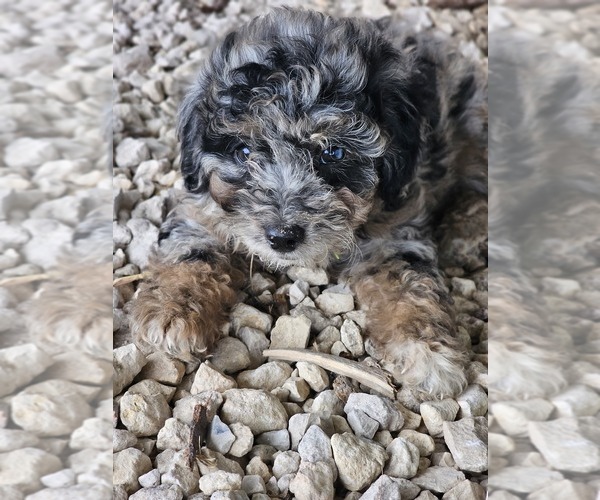 Medium Photo #3 Aussie-Poo-Aussiedoodle Mix Puppy For Sale in TAYLOR, TX, USA