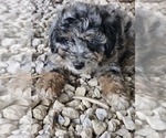 Small #2 Aussie-Poo-Aussiedoodle Mix