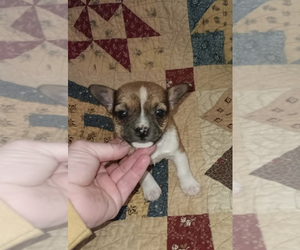Chihuahua Puppy for sale in WARSAW, IN, USA