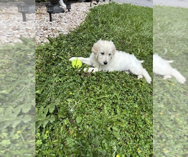 Medium Photo #6 English Cream Golden Retriever-Poodle (Standard) Mix Puppy For Sale in MC CONNELLSBURG, PA, USA