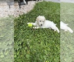 Small #5 English Cream Golden Retriever-Poodle (Standard) Mix