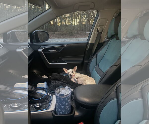 Medium Photo #4 Chihuahua Puppy For Sale in Raleigh, NC, USA