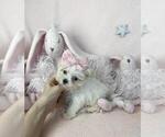 Small #1 Maltese