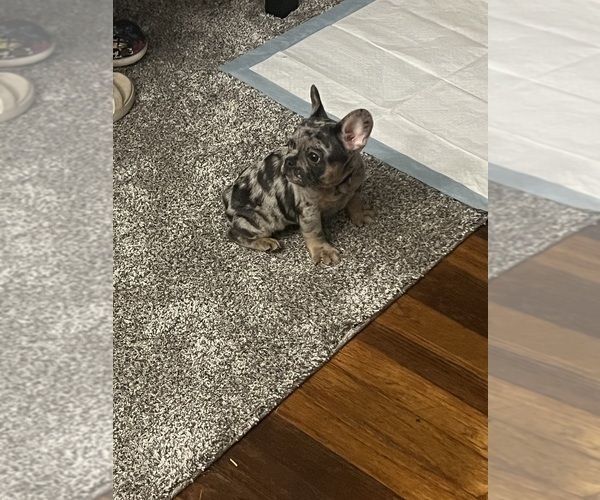 Medium Photo #4 French Bulldog Puppy For Sale in LOUISVILLE, KY, USA
