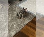 Small #3 French Bulldog