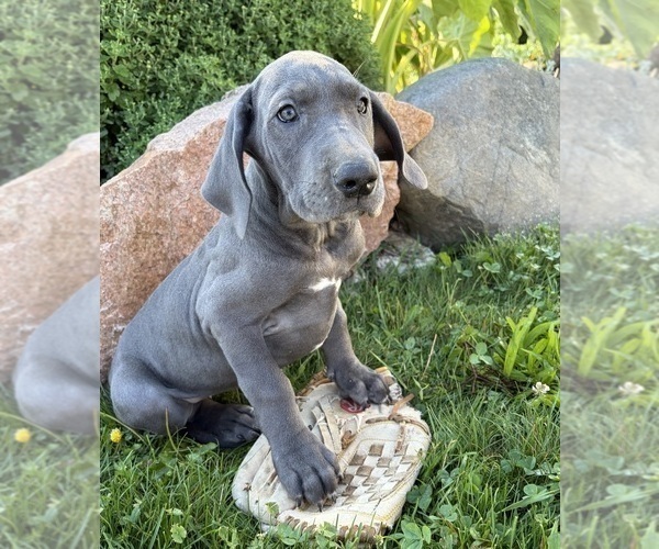 Medium Photo #3 Great Dane Puppy For Sale in MIDDLEBURY, IN, USA