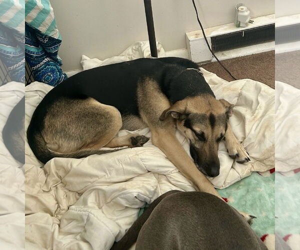 Medium Photo #4 Greyhound-Unknown Mix Puppy For Sale in Alexandria, KY, USA