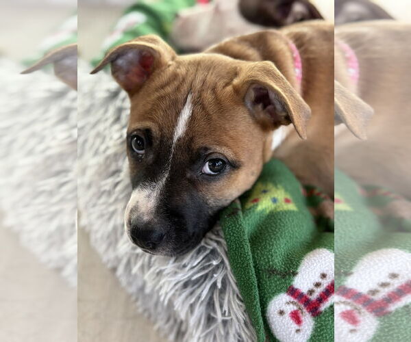 Medium Photo #6 American Staffordshire Terrier-Unknown Mix Puppy For Sale in Holly Springs, NC, USA