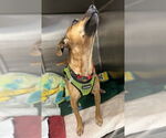 Small #3 Chiweenie