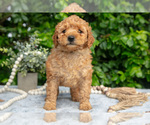 Puppy Gracie Goldendoodle (Miniature)