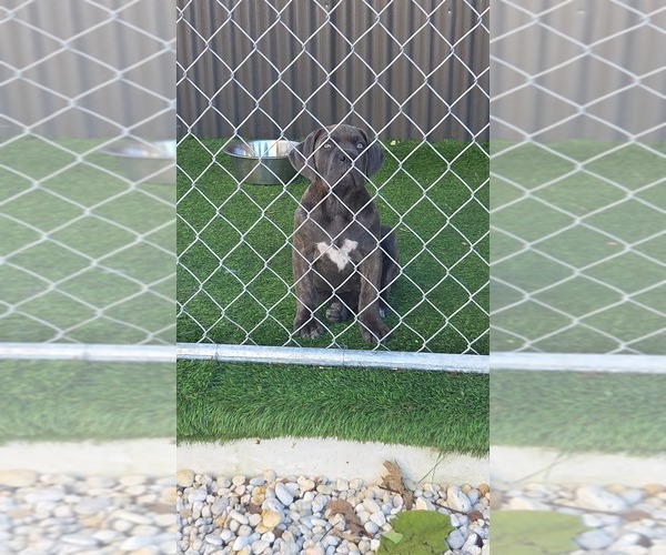 Medium Photo #4 Cane Corso Puppy For Sale in EGG HARBOR TOWNSHIP, NJ, USA