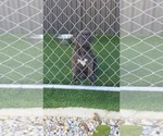 Small Photo #4 Cane Corso Puppy For Sale in EGG HARBOR TOWNSHIP, NJ, USA