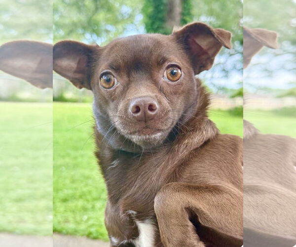 Medium Photo #1 Chihuahua-Unknown Mix Puppy For Sale in Oakhurst, NJ, USA