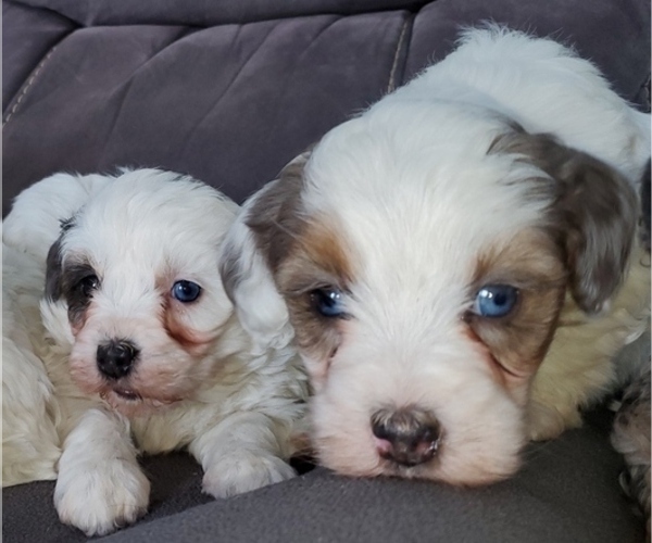 Medium Photo #14 Bernedoodle (Miniature) Puppy For Sale in LEETONIA, OH, USA