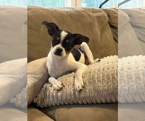 Chihuahua-Unknown Mix Dogs for adoption in Mount Pleasant, SC, USA