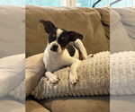 Small Chihuahua Mix