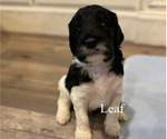 Puppy Leaf Labradoodle-Poodle (Standard) Mix