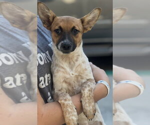Kiwi - Female Mutt Dog for Adoption - Photo #10