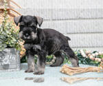 Small Photo #8 Schnauzer (Miniature) Puppy For Sale in BALTIC, OH, USA