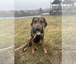 Small #1 Mutt