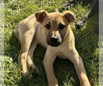 Small #1 Mutt