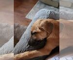Small #3 Labrador Retriever Mix