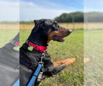 Small #3 Doberman Pinscher