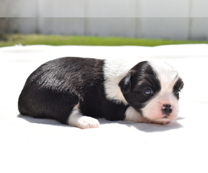 Shih Aussie Puppy for sale in PALM COAST, FL, USA