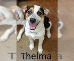 Small #1 Australian Shepherd Mix