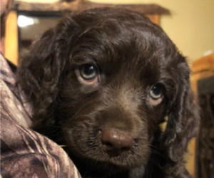 Boykin Spaniel Puppy for sale in FLINTSTONE, GA, USA