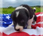 Small Photo #62 Border Collie Puppy For Sale in NORBORNE, MO, USA