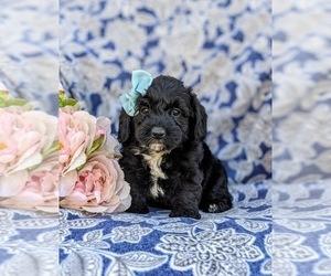 Poodle (Miniature)-YorkiePoo Mix Puppy for sale in LANCASTER, PA, USA