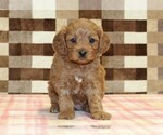 Small #2 Cavapoo (Miniature)