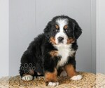 Small #2 Bernese Mountain Dog