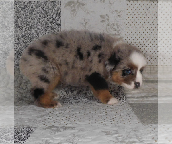 Medium Photo #7 Miniature Australian Shepherd Puppy For Sale in HARRISON, OH, USA
