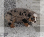 Small #6 Miniature Australian Shepherd