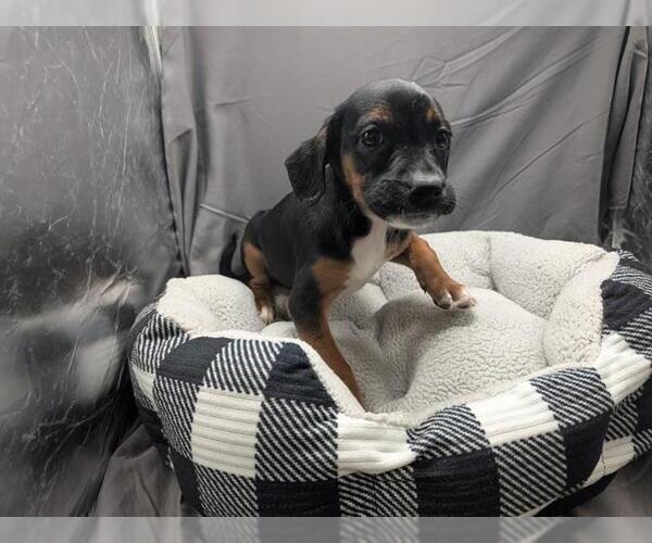 Medium Photo #1 Labrador Retriever-Unknown Mix Puppy For Sale in Grovetown, GA, USA