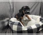Small Labrador Retriever Mix