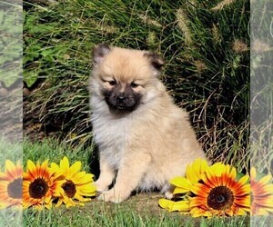 Pomeranian Puppy for sale in PARADISE, PA, USA